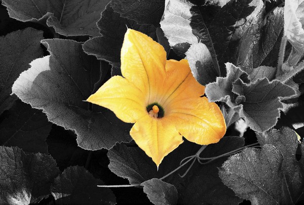 Yellow Flower 