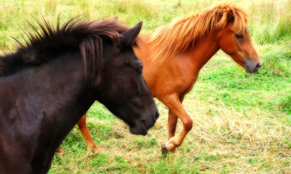 Icelandic Ponies at Play