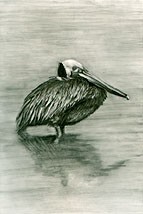 Brown Pelican