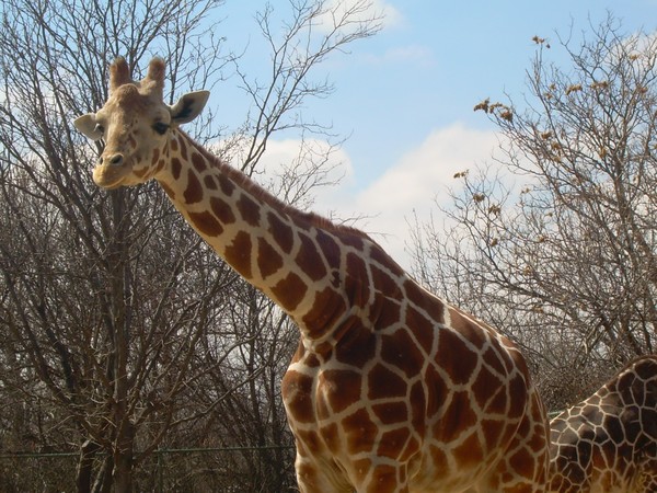 giraffe