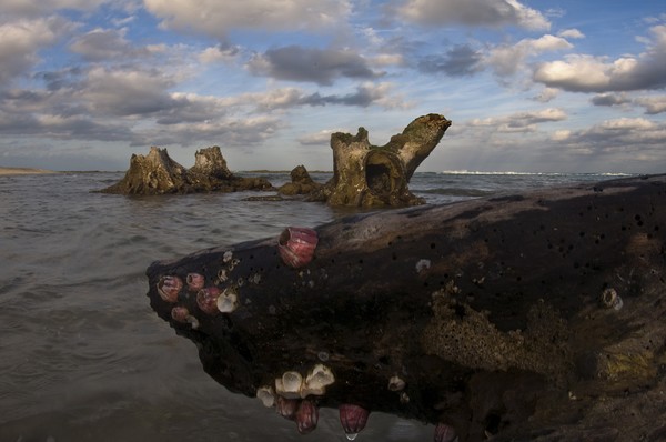 piece of wood that befriended the ocean