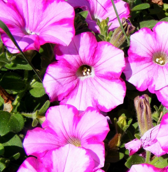 Pretty_Pinkness_3