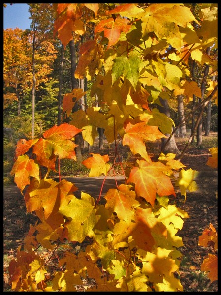 CLINGING MAPLE LEAVES