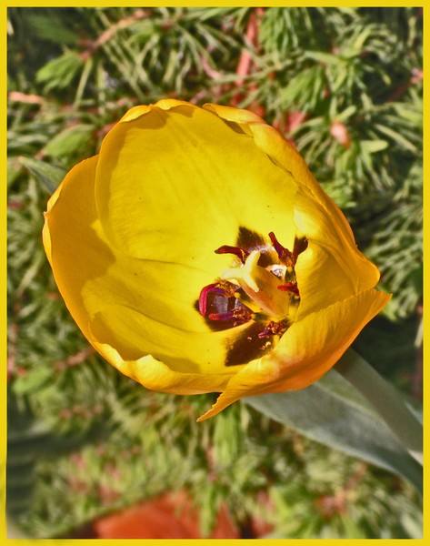 TULIP 2
