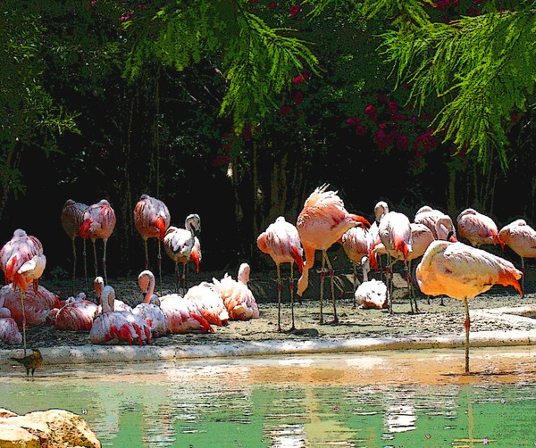 Painted Flamingos