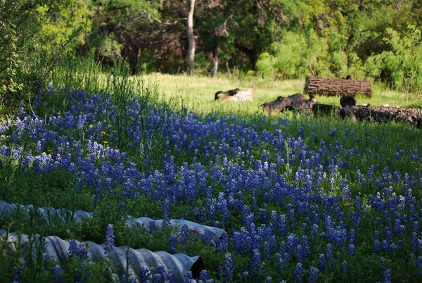 Ranch Blues