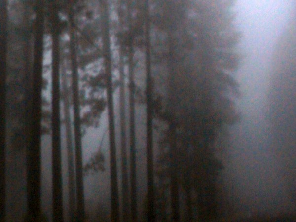 Forrest Primeval