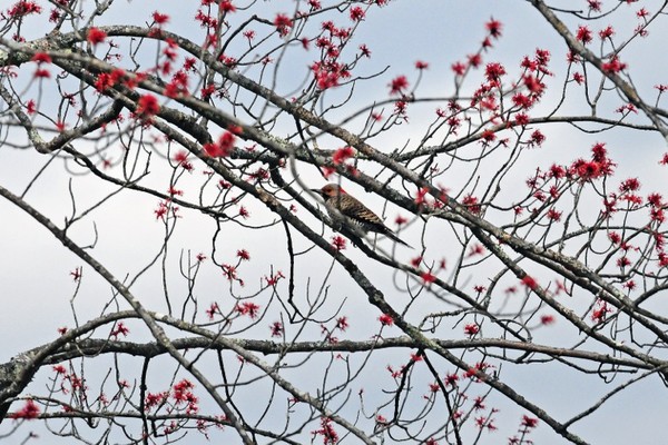  Northern Flicker
