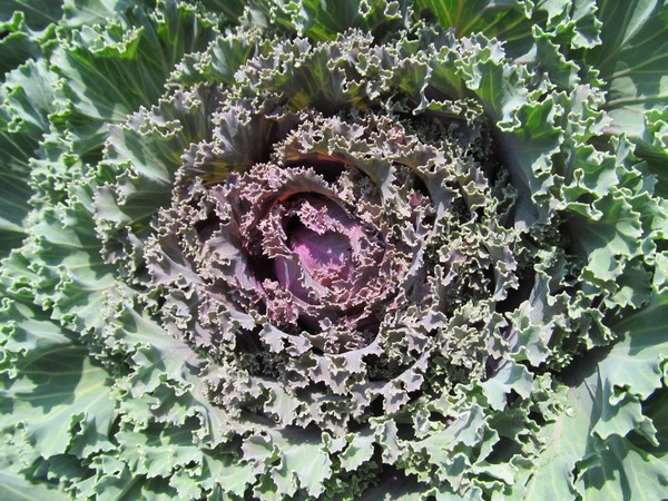 Purple Center