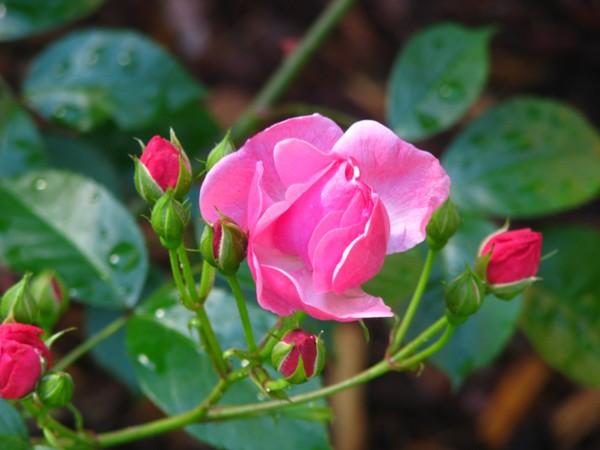 Gracelight roses