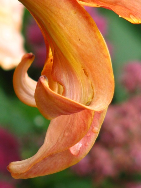 Gracelight lillies