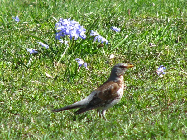 Spirngbirds II