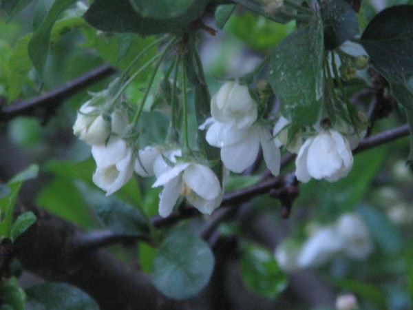 BLOOMING IN THE NIGHT..