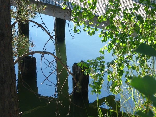 MIDSUMMER REFLECTIONS...