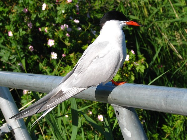 4-SEASON SERIES:BIRD CLOSEUP