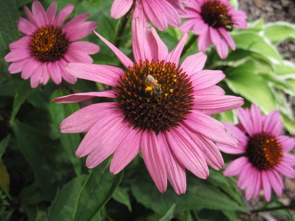 Bee gathering pollen