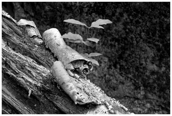 Ohiopyle 015