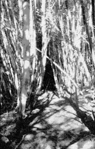 lightfall