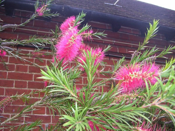 Name that Shrub