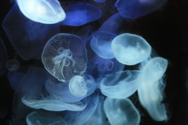 Jelly Fish