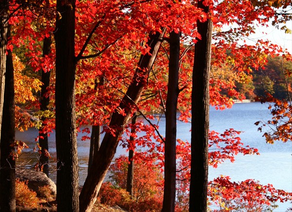Leaves by the Lake