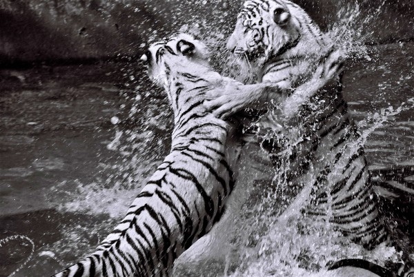 aggression