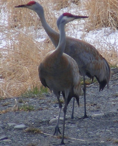 Sandhill Crane