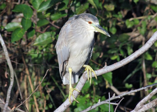Black Crowned Night Heron-Immature