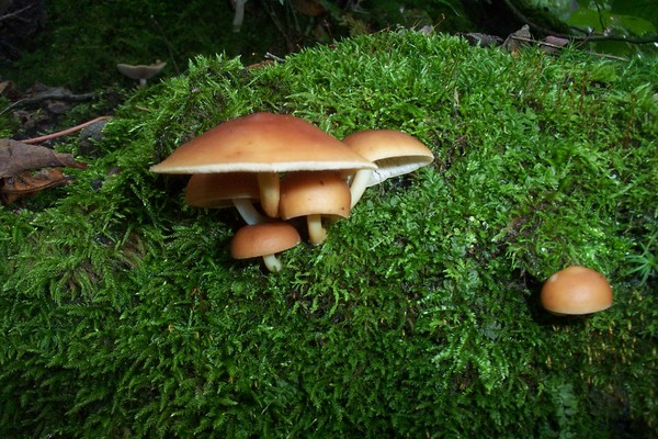 mushroom