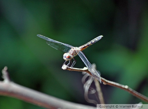 Dragonfly 7/6/2012