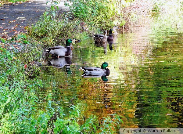 Duck Soup