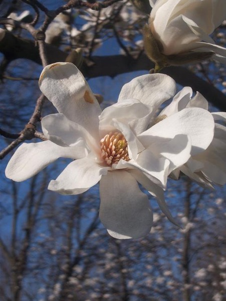 Dogwood Blossom