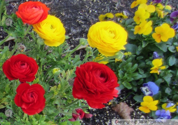 Ranunculus and Violas