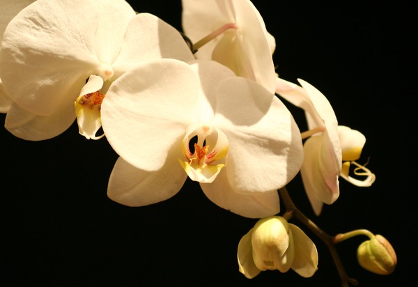 Cascading Orchids