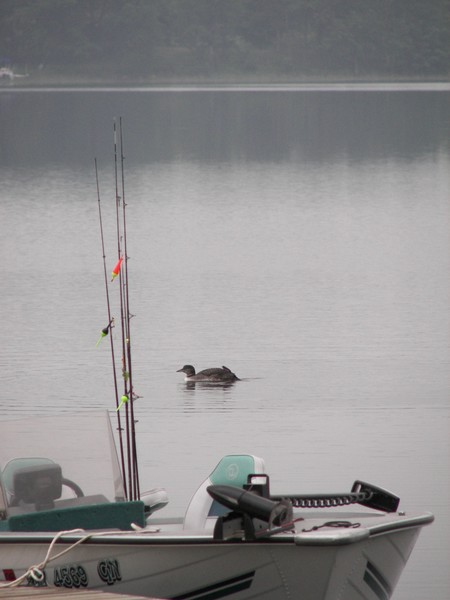 Loon on Lake by Boat