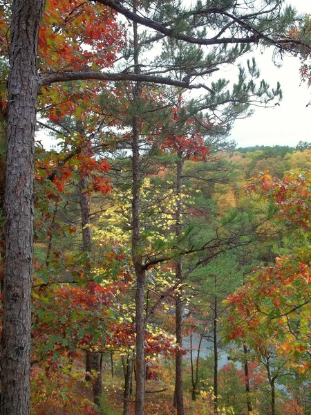 A Burst of Color