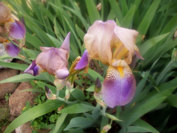 The Allure of Iris