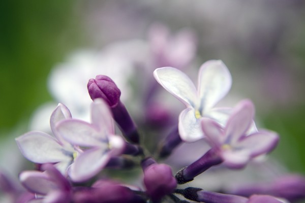 Purple Lilacs