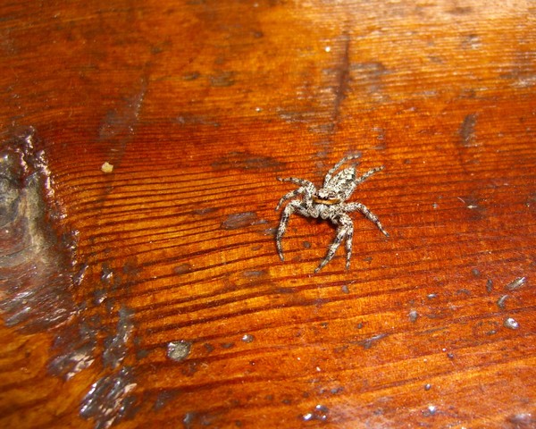 Even The Spiders in Massachusetts are Irish