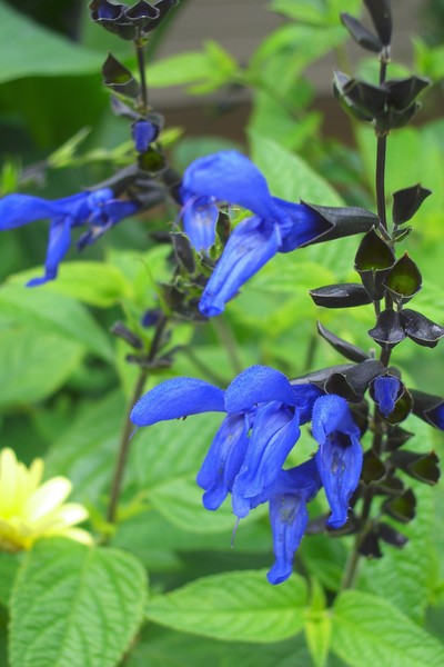 Deep Blue Flowers