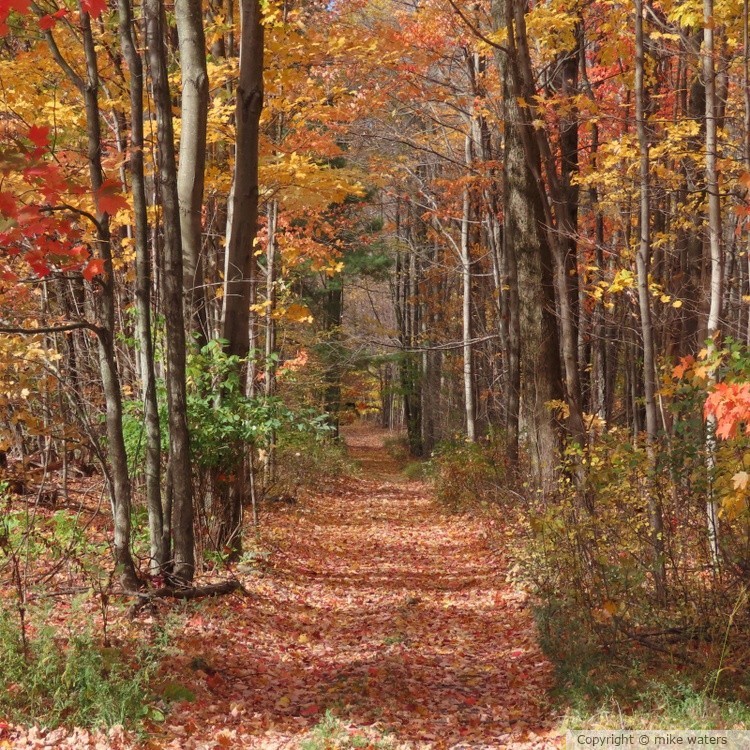 autumn