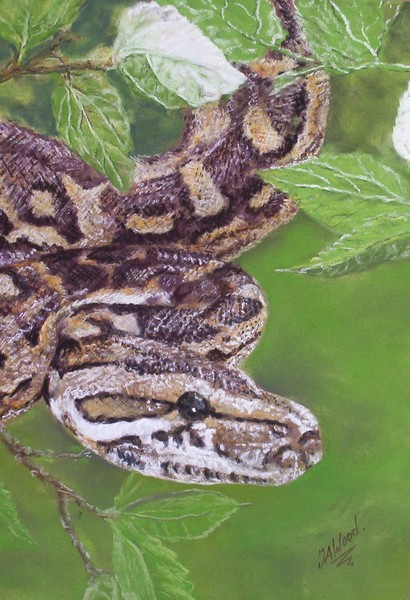 Python