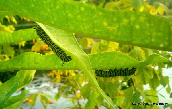 CaterPillars