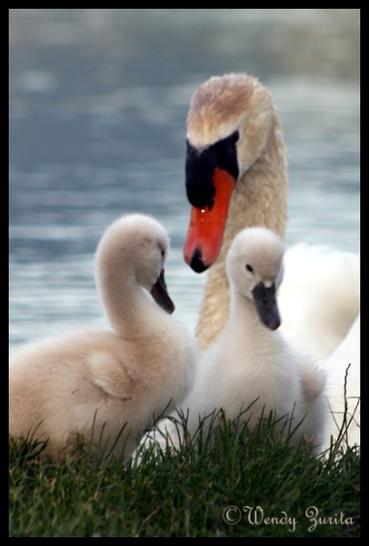 Mom and babies
