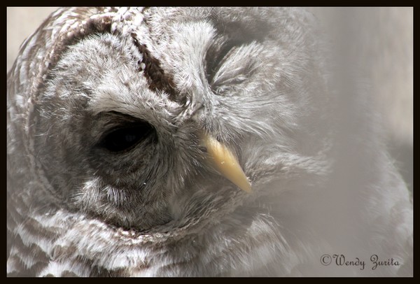 Winking Owl
