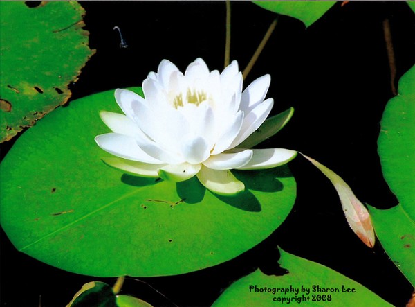 Perfect Lilly