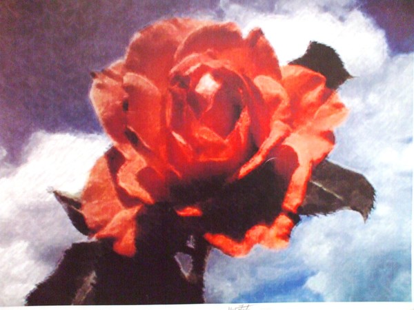 Rose