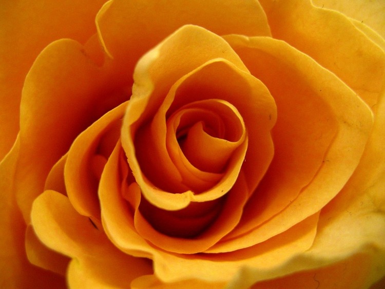 Vivid Rose