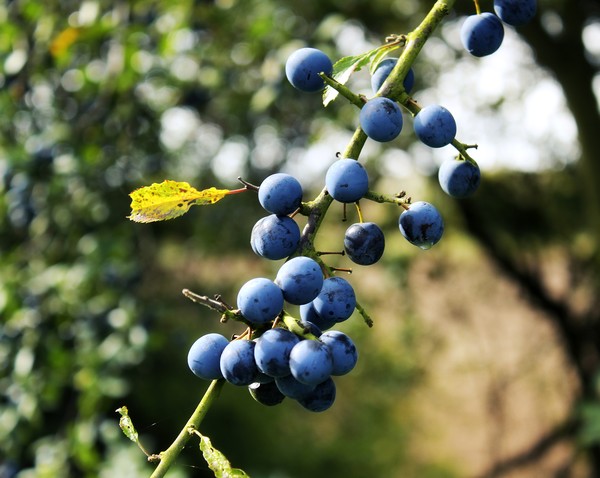 More Sloe Berries