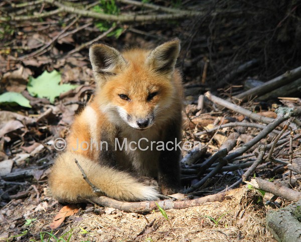 Fox Pup.